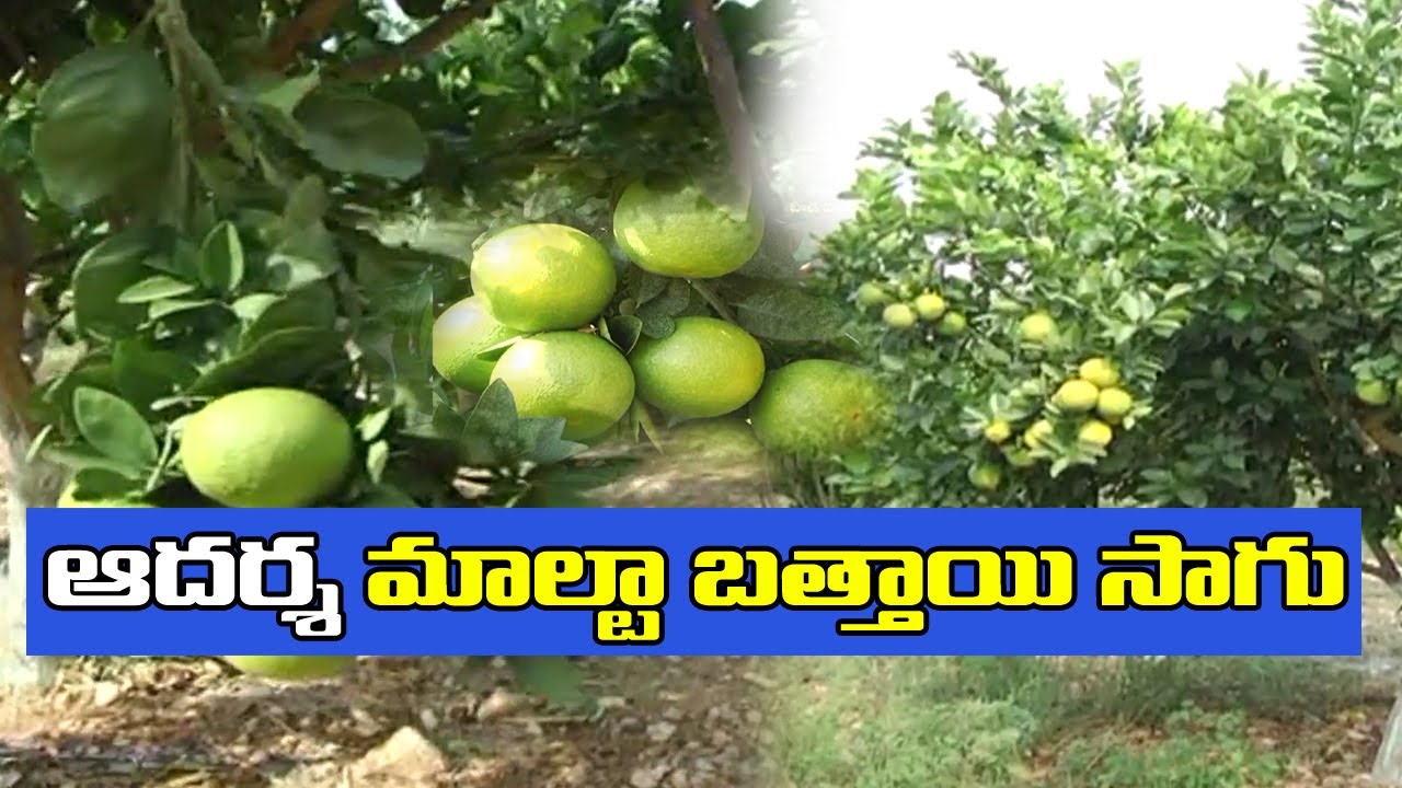 Success Story on Farmers Earn High Profits From Orange Crop Cultivation || Padi Pantaalu