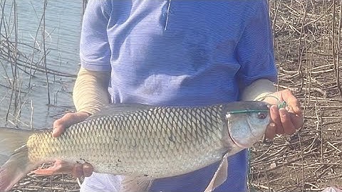 câu cá hồ sông rây lên được cá trôi trắng 4 ký và mấy ký chem chém to hồ sông rây