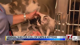 Cumberland County Animal Control over capacity for cats, kittens
