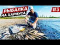 ПЛАТО ПУТОРАНА. РЫБАЛКА НА ХАРИУСА. КЛЁВОЕ МЕСТО. ПОДВОДНАЯ ОХОТА. РЫБАК ЛЮБИТЕЛЬ. УЛОВ Часть #3