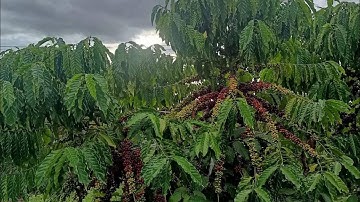 1.5 ha cafe thả ngọn cực đẹp . Ôm 16m đường nhựa .mua đc thu mùa luôn..