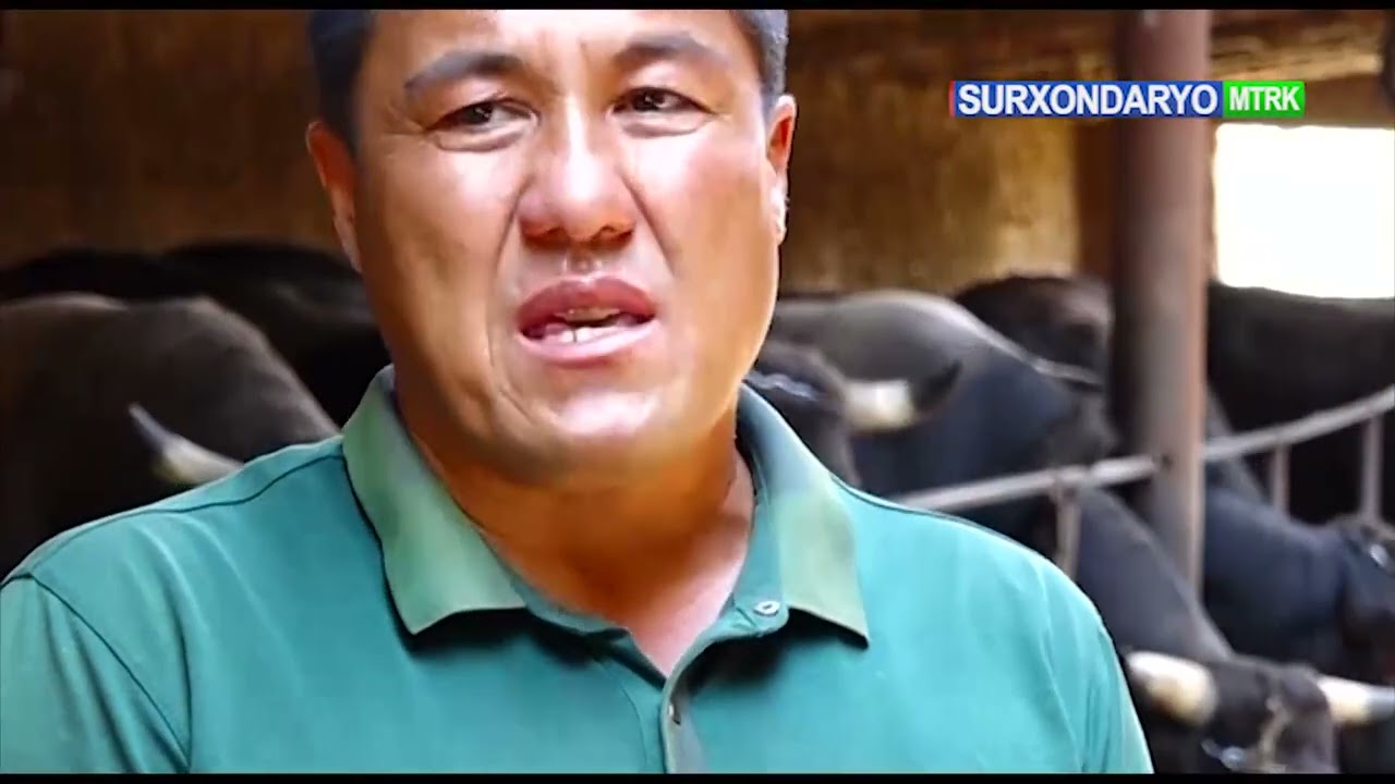 Qumqo'rg'on tumanida chorvachilik va  yoshlar bandligi