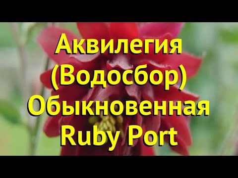 Аквилегия обыкновенная Руби Порт. Краткий обзор, описание характеристик aquilegia vulgaris Ruby Port