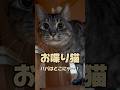【お喋り猫】ライくん「パパはどこにゃ⁉︎」 #保護猫 #しゃべる猫 #喋る猫