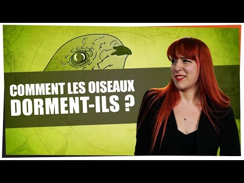 Vidéo: Pourquoi Les Oiseaux Ne Tombent-ils Pas D'une Branche Quand Ils Dorment