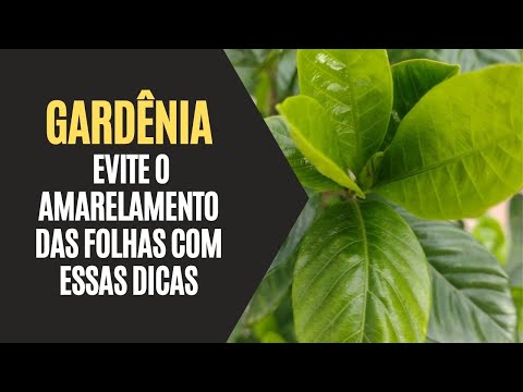 Vídeo: Tratando problemas de gardênia - Aprenda sobre doenças comuns da gardênia