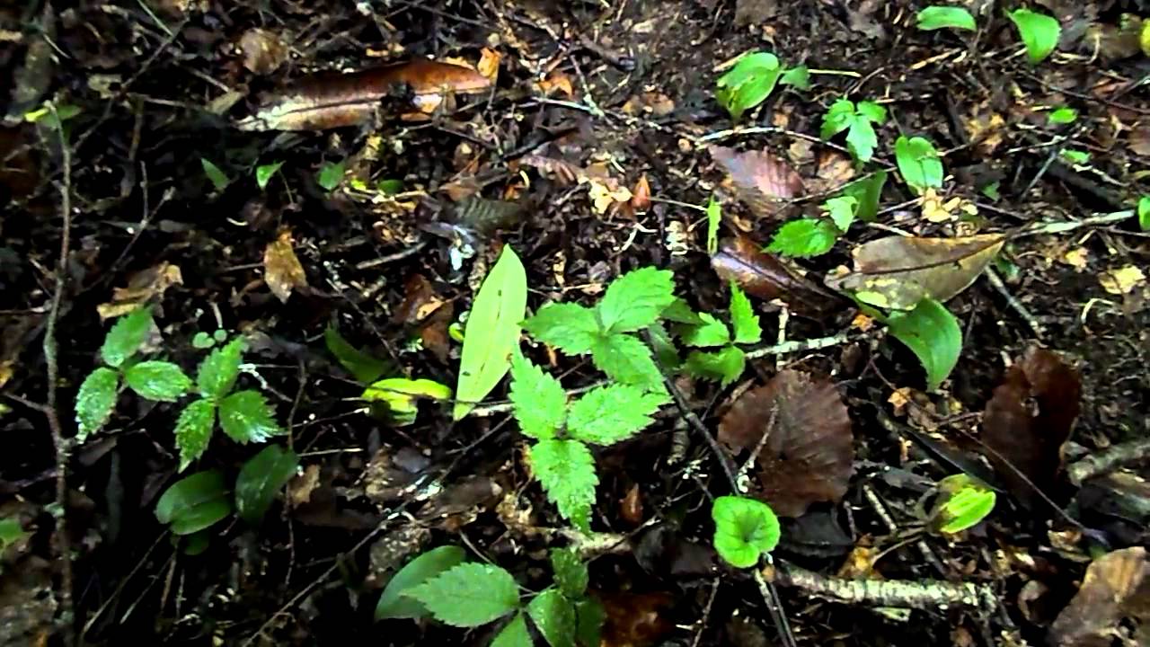 2 year old ginseng plants