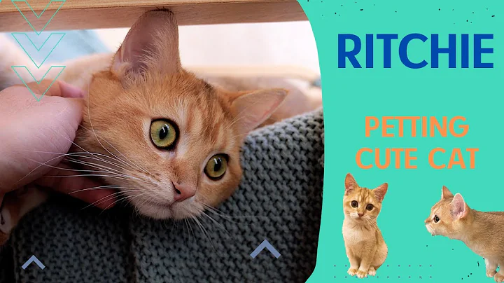 Watch the video about Petting cute British shorthair cat Ritchie