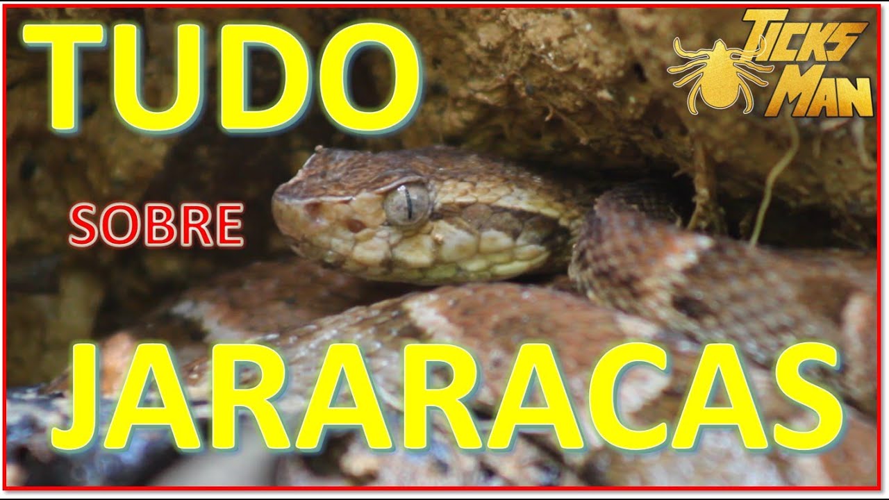 Informações sobre a cobra Jararaca YouTube Informações sobre a cobra Jararaca YouTube