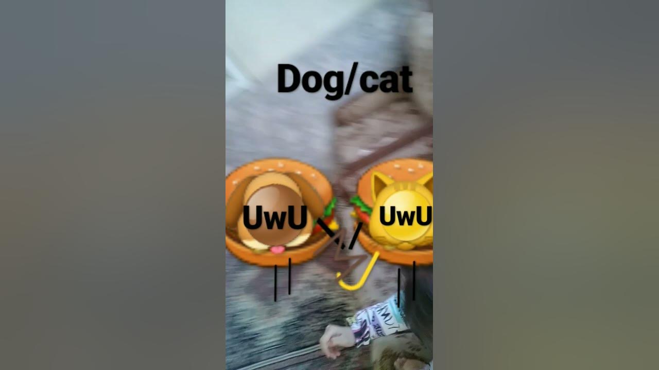 Dog 🍔UwU cat 🍔 UwU - YouTube