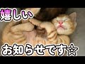 物置に置き去りにされた子猫家族を保護しました（Part13)