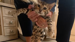 Bengal first steps in new home
