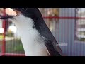 Edan Cendet Ngekek Nembak Ngekek Lovebird Sambung Crecetan Gereja Cocok Buat Masteran Cendet Mp3 - Mp4 Download
