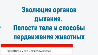 Эволюция органов дыхания. Полости тела и органы движения животных