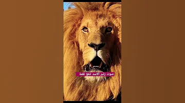 صوت زئير الاسد تنفع نغمة او حالة وتس 