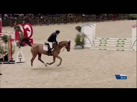 BWP stallion Vaxcel Blue by Naxcel V x Chacoon Blue