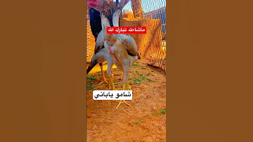 شامو ياباني شامو ياباني 
