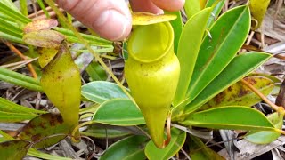 Plants that eat bugs  SEYCHELLES ~ Mahe island  carnivorous pitcher plants (nepenthes pervillei)