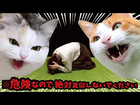 全身にまたたびを浴びまくったら猫が大変な事になりました【関西弁でしゃべる猫】