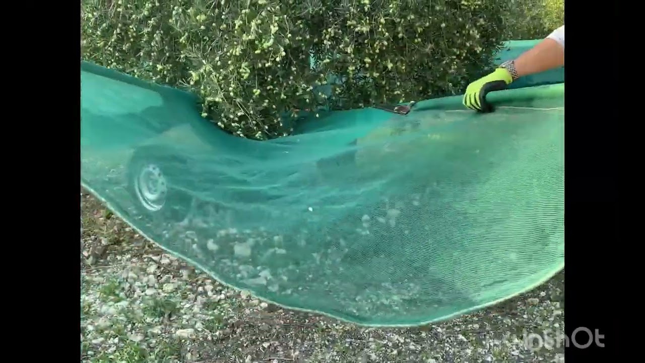 Ombrello raccolta olive.