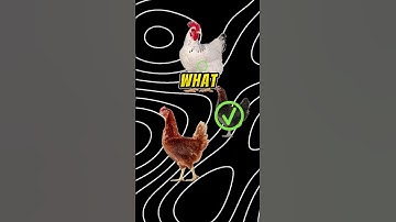 Buying the Ultimate Chicken in Ranch Simulator - Epic Farm @afrorangergaming  #ranchsimulator