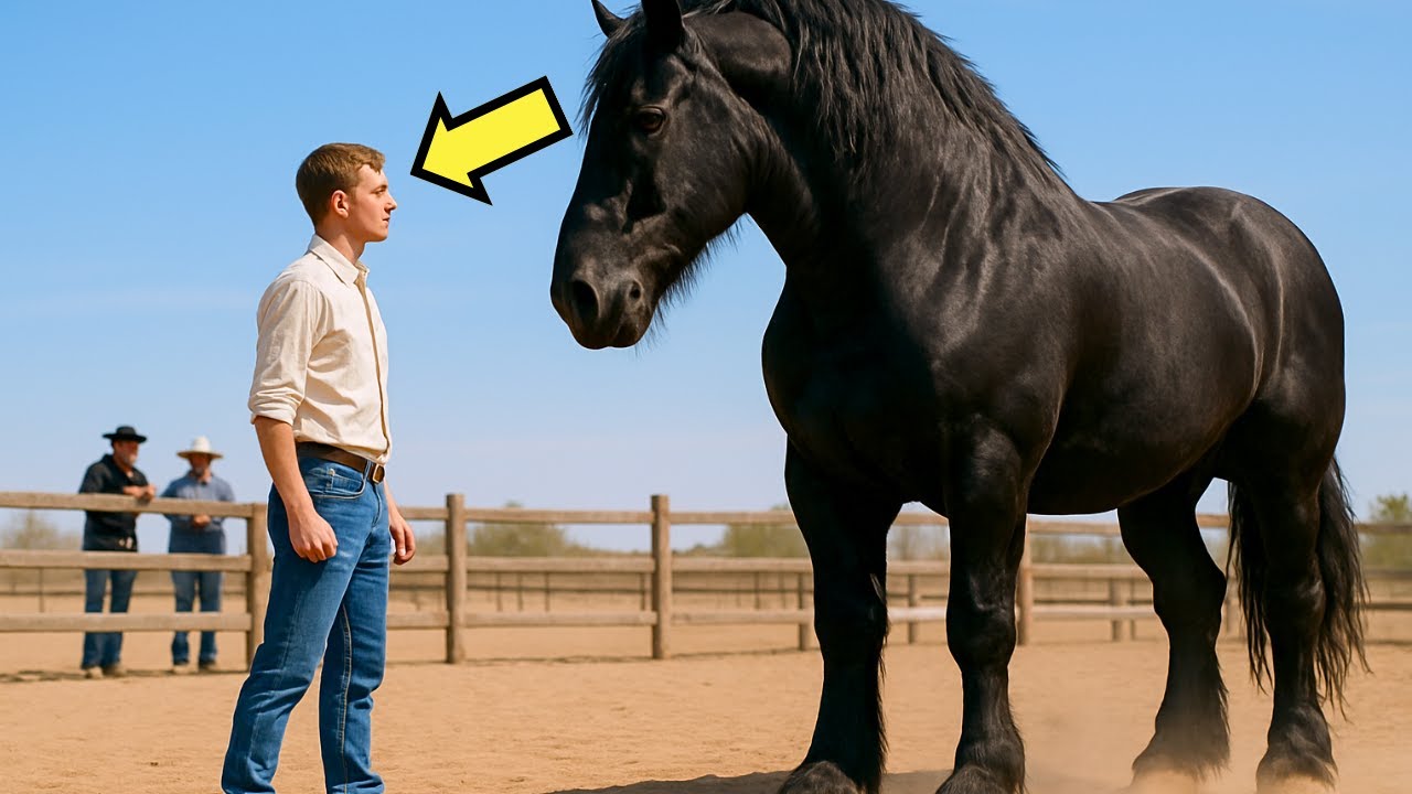 NADIE PODÍA DOMAR AL CABALLO GIGANTE FURIOSO… HASTA QUE UN VETERANO CANSADO SE PRESENTÓ