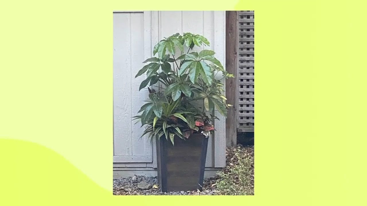 How to properly transition your tropical plants indoors