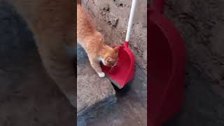 КОТИК ХИТРЮГА ;;  ПРОДАЛЖАЕМ ЛЕЧИТЬСЯ 😺❤️