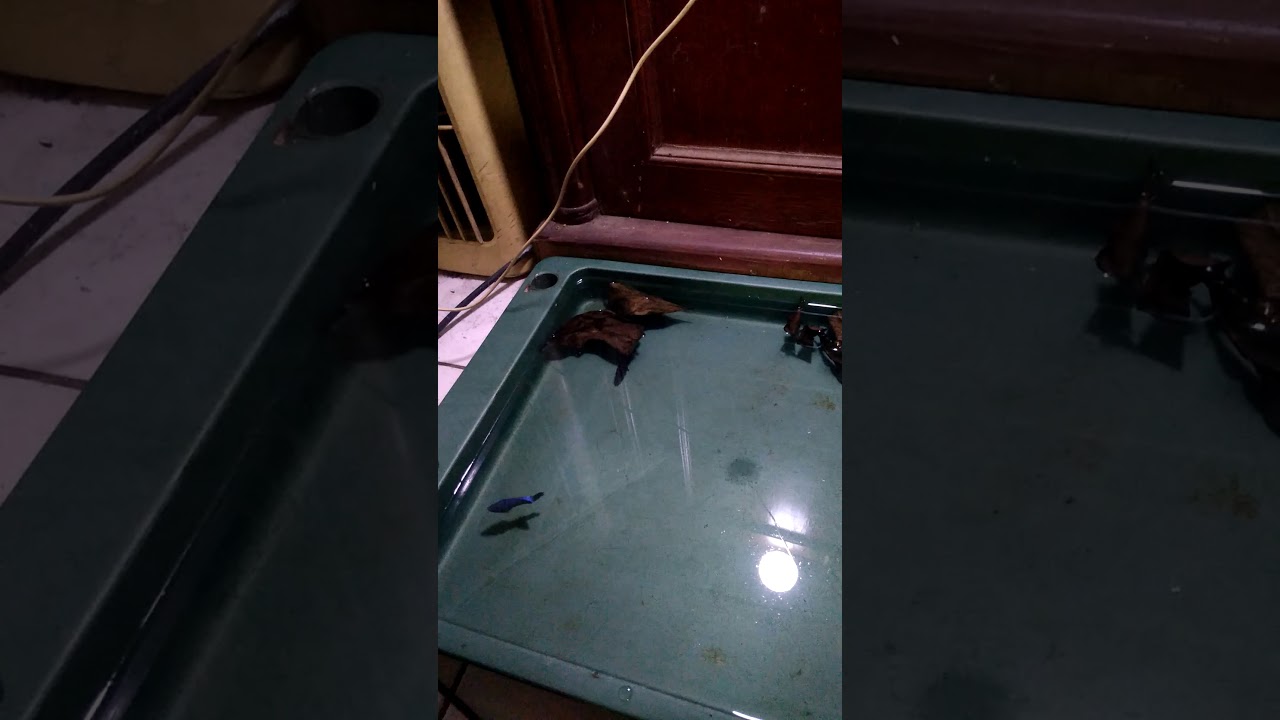 Cara mudah berternak ikan cupang hias 
