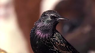 Wild Animal Invaders - How Exotic Species Changed America Forever