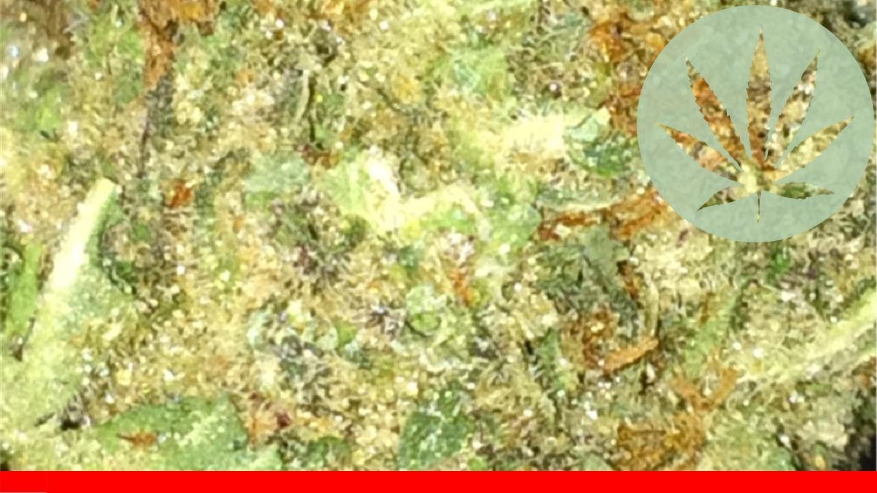 Kush 303 - All About This Strain