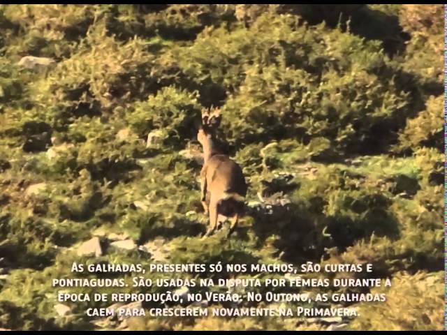 Corça na floresta de abetos capreolus capreolus corça selvagem na natureza