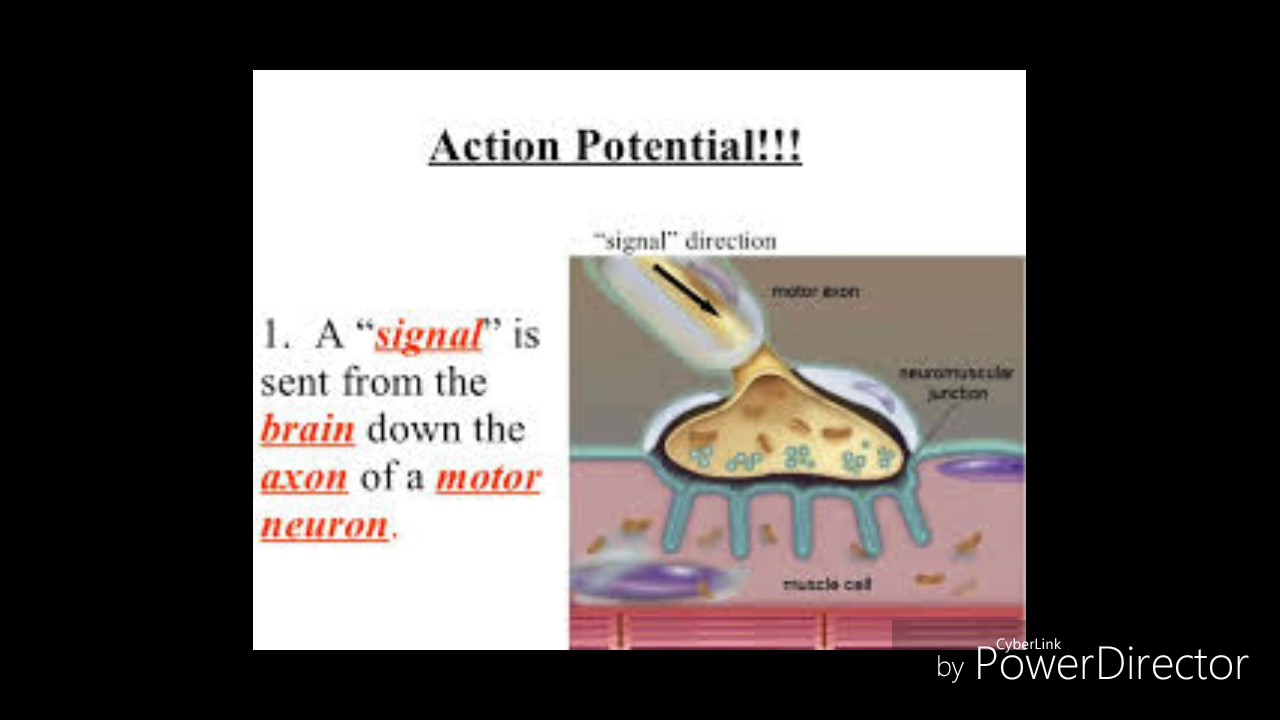 Contraction Sing Muscle Contraction Song - YouTube