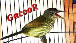 Bayeman Gacor bird