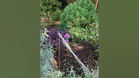 Garden tour - a drought tolerant garden inspired b...