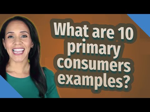 What are 10 primary consumers examples?