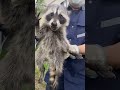 水戸市内アライグマ駆除12