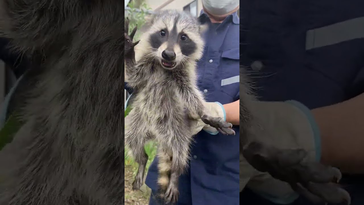 水戸市内アライグマ駆除12