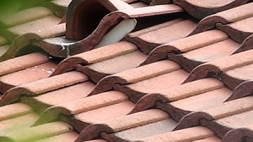 Adult Swift leaving nest after feed (I am in it