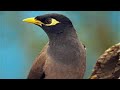 Wow Minah Bird Voice عجيب استمع الى صوت طائر المينا طيور اكسبلور Birds ترند Wow Minah Bird Voice عجيب استمع الى صوت طائر المينا طيور اكسبلور Birds ترند