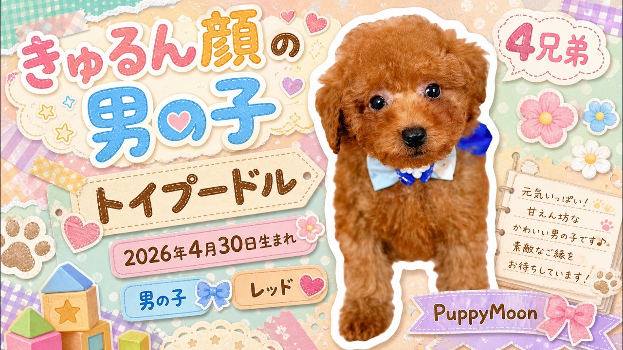 いくらBaby トイプードル ♂ 260430102 | 札幌ペットショップだんぼ