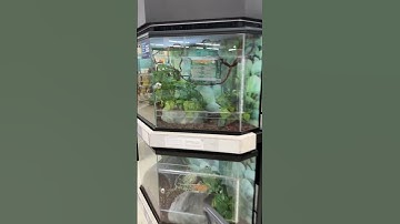 Someone needs a remedial course on chameleons!! #chameleon