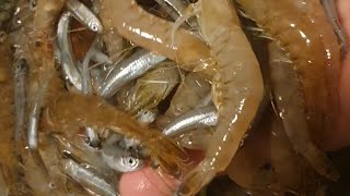 Video 3/3 Last drag of the shrimp beam trawl! 