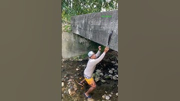 Cá Lớn - bắt Cá Trê Khủng mắc kẹt trên lỗ cầu 😱 #khacthuyvlogg