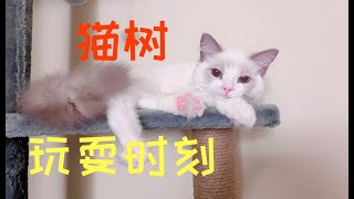 猫咪上猫树最高层玩耍 by SweetCatBubble 13 views 2 years ago 6 minutes, 57 seconds