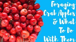 FORAGING CRAB APPLES + What To Do With Them | Vegan Cooking | Plant Based Jam | HCLF