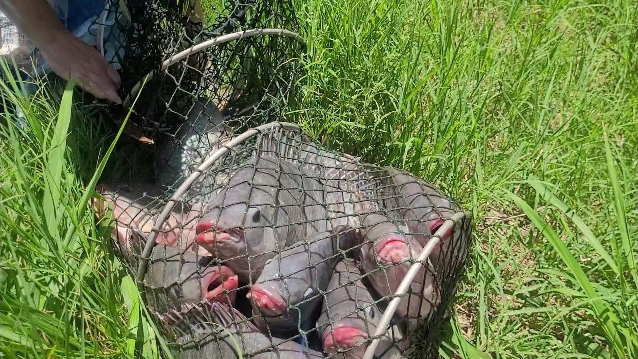 Tilápias saem na PORRADA pra comer a massa BRANCA. Pescaria 
