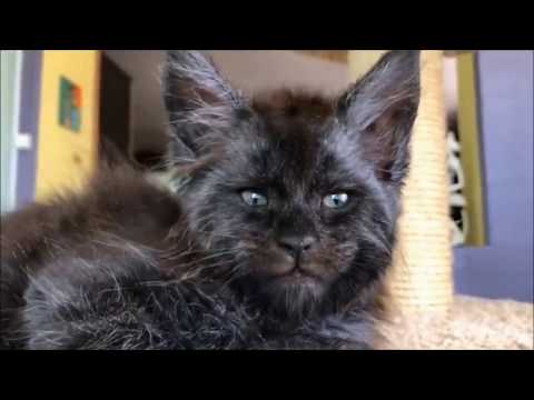 Video Misticheskie Koshki