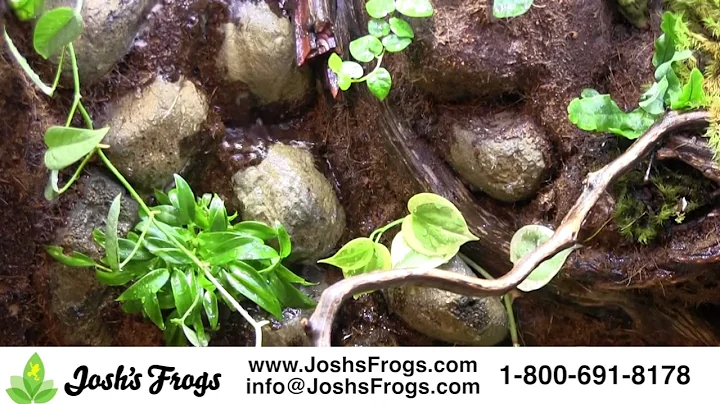 Josh's Frogs Vivarium Waterfall Background Kits