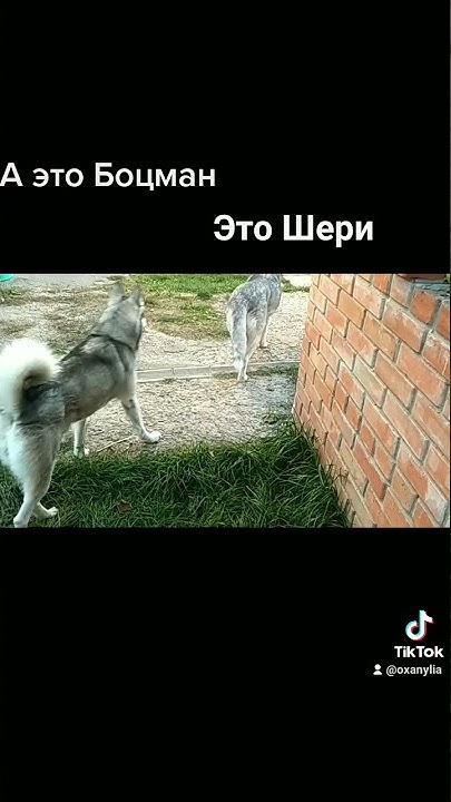 Почти близнецы - YouTube